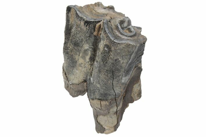 Fossil Woolly Rhino (Coelodonta) Tooth - Siberia #210654